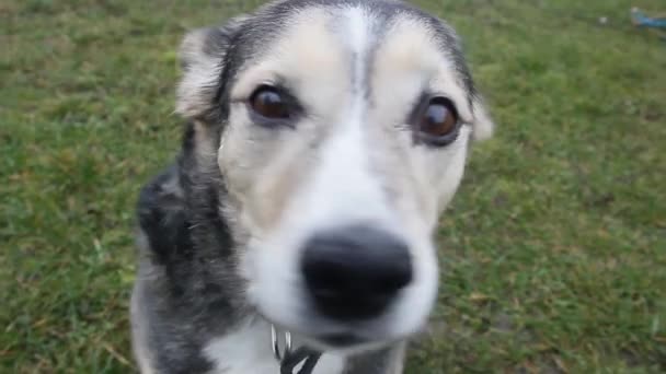 Close Imagens Bonito Cão Assistindo Pet Training — Vídeo de Stock