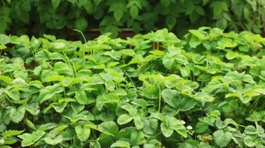 Büyüyen bitkileri olan bahçe yataklarının görüntüleri