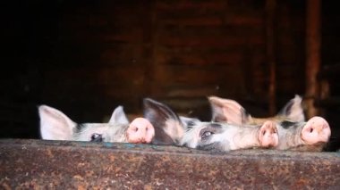 Çiftlik kulübesinde küçük benekli domuzlar