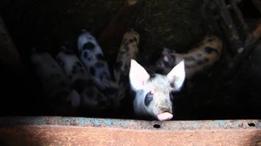 Çiftlik kulübesinde küçük benekli domuzlar