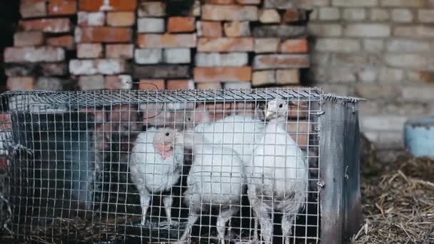 Imagens Frango Gaiola Quintal — Vídeo de Stock