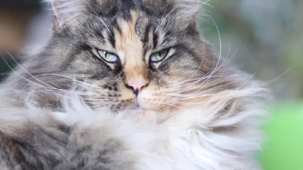 Прекрасний Сірий Котячий Кіт Мен Лежав Траві Влітку — стокове відео