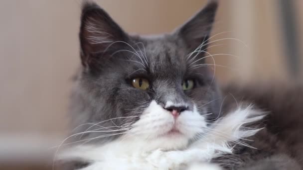 Schöne Graue Maine Coon Katze Auf Dem Boden Liegend — Stockvideo