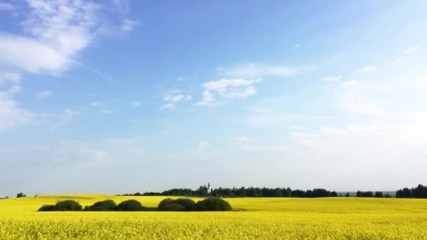 Красиві Кадри Поля Зґвалтування — стокове відео