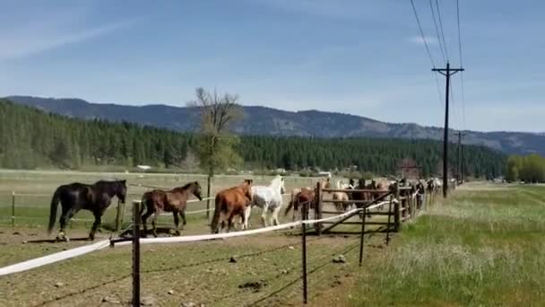 Запись Лошадей Бегающих Загону Ферме — стоковое видео