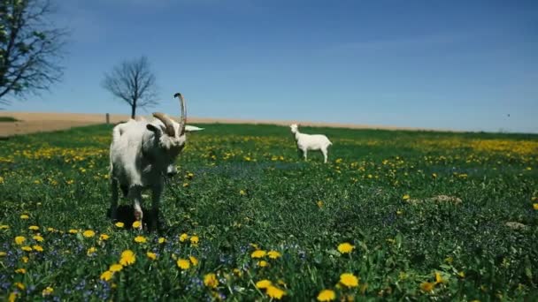 Cute White Goats Grazing Meadow — Stockvideo