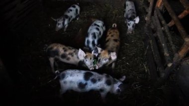 Çiftlik kulübesinde küçük benekli domuzlar