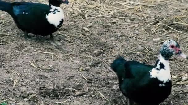 Footage Ducks Walking Backyard Village — 비디오