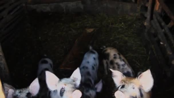 Pequeños Lechones Manchados Cobertizo Granja — Vídeos de Stock