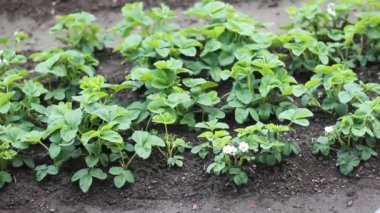 Büyüyen bitkileri olan bahçe yataklarının görüntüleri