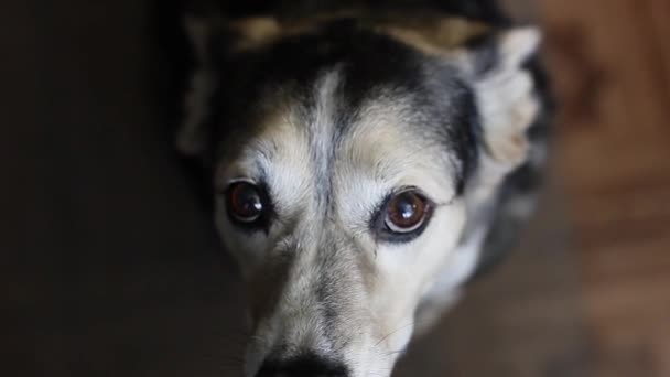 Cão Assistindo Comida Casa Pet Training — Vídeo de Stock