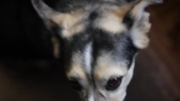 狗在家里看食 宠物训练 — 图库视频影像