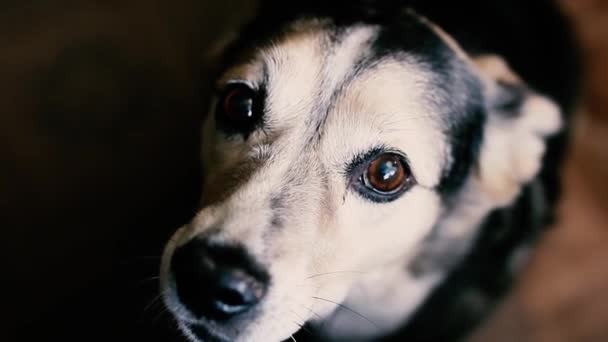 Cão Assistindo Comida Casa Pet Training — Vídeo de Stock