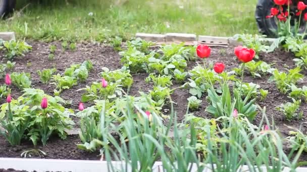 Metraje Camas Jardín Con Plantas Crecimiento Carretilla — Vídeos de Stock