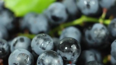 Taze mavi üzümler Isabella çeşidi, şarap yapımı için hasat.