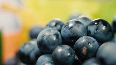 Taze mavi üzümler Isabella çeşidi, şarap yapımı için hasat.