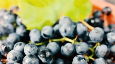 Taze mavi üzümler Isabella çeşidi, şarap yapımı için hasat.