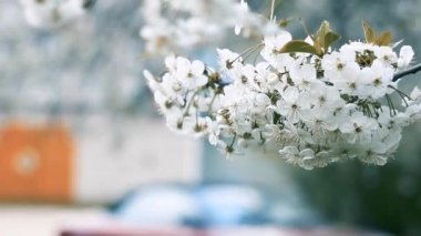 Baharda bahçedeki ağaçlarda beyaz çiçekler 