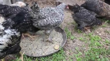 Arka bahçede tavuk beslenme görüntüleri. 