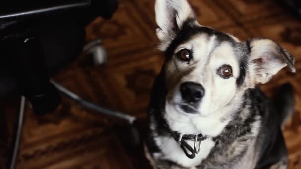 Cão Assistindo Comida Casa Pet Training — Vídeo de Stock