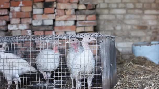 Pintos Peru Uma Gaiola Uma Fazenda — Vídeo de Stock