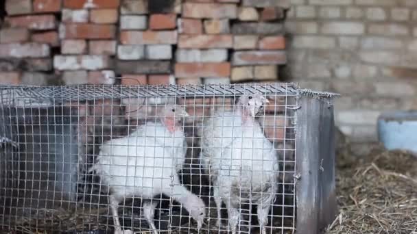 Pintos Peru Uma Gaiola Uma Fazenda — Vídeo de Stock