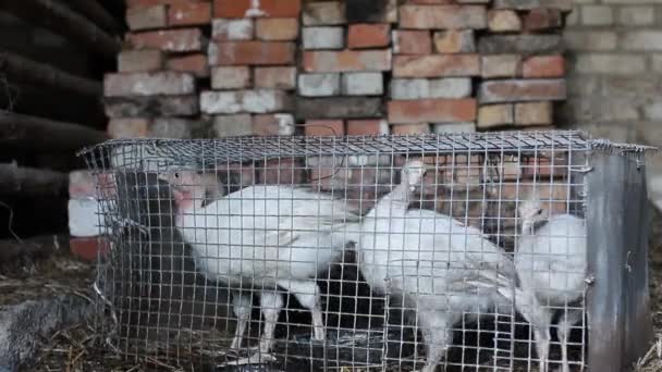 Pintos Peru Uma Gaiola Uma Fazenda — Vídeo de Stock