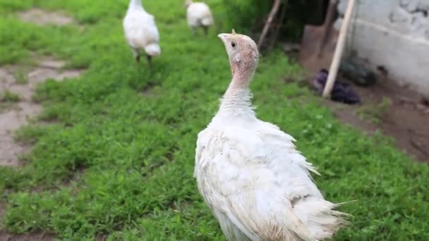 Filmagens Alimentação Frango Quintal — Vídeo de Stock