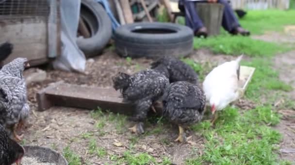 Materiał Filmowy Karmienia Kurczaków Podwórku — Wideo stockowe