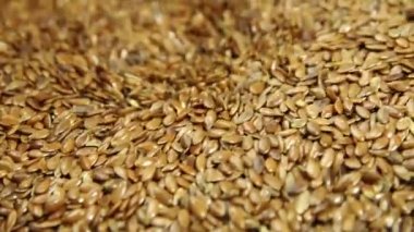 Seçilmiş keten tohumları dökülür.