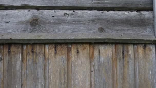 灰色实木圆木墙的纹理 — 图库视频影像