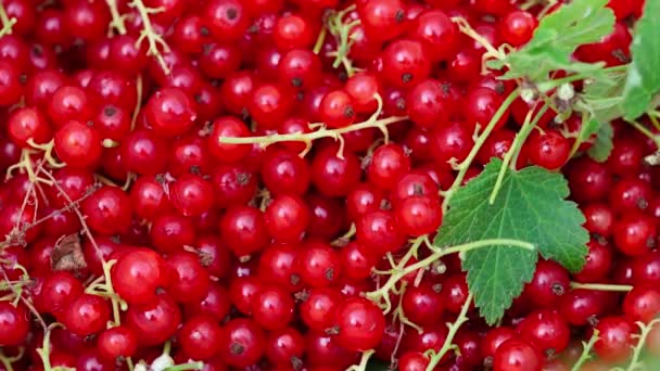 Many Ripe Red Currants Leaves — Stock Video