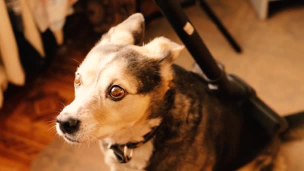 Cão Aspirado Com Aspirador Casa Limpando — Vídeo de Stock