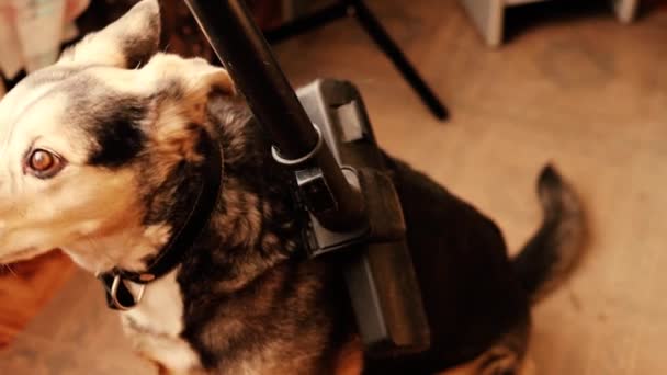 狗在家里用真空吸尘器吸尘 清洗羊毛 — 图库视频影像