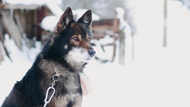 Filmato Simpatico Cane Sulla Catena Nel Cortile Nel Periodo Invernale — Video Stock