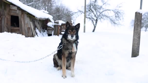 Filmato Simpatico Cane Sulla Catena Nel Cortile Nel Periodo Invernale — Video Stock