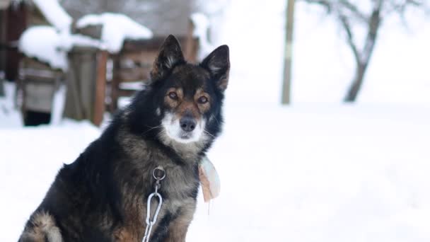 冬天的时候 一只可爱的狗在后院的链子上的镜头 — 图库视频影像