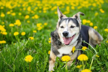 Sarı çiçeklerin içinde, karahindiba tarlasında tatlı bir köpek.