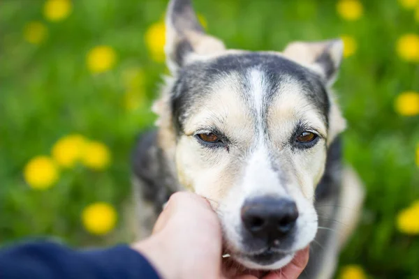 Cute Dog Spring Yellow Flowers Dandelion Field — Stock Photo, Image