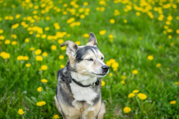 Lindo Perro Primavera Flores Amarillas Campo Diente León — Foto de Stock