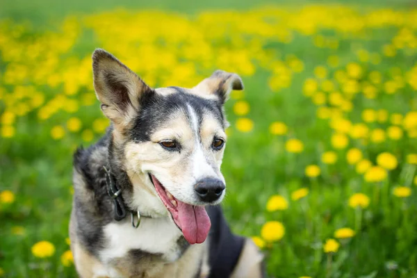 Χαριτωμένο Σκυλί Την Άνοιξη Κίτρινα Λουλούδια Ένα Πεδίο Πικραλίδα — Φωτογραφία Αρχείου