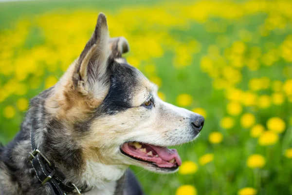 Netter Hund Frühling Gelben Blüten Einem Löwenzahnfeld — Stockfoto