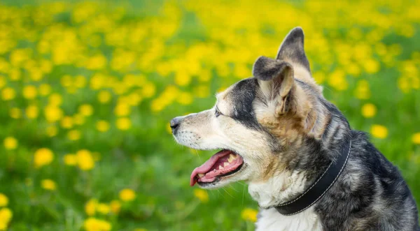 Lindo Perro Primavera Flores Amarillas Campo Diente León — Foto de Stock