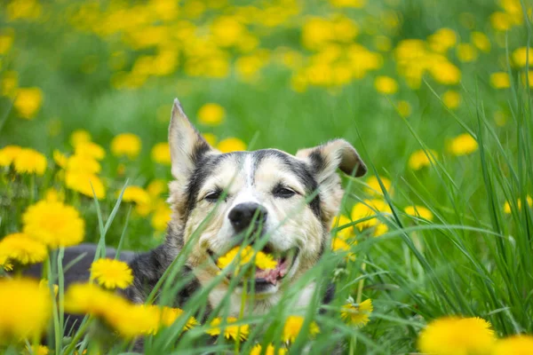 春天里 在蒲公英田里 一只可爱的狗在黄色的花朵里 — 图库照片