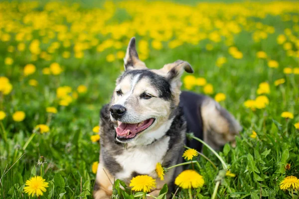 Netter Hund Frühling Gelben Blüten Einem Löwenzahnfeld — Stockfoto