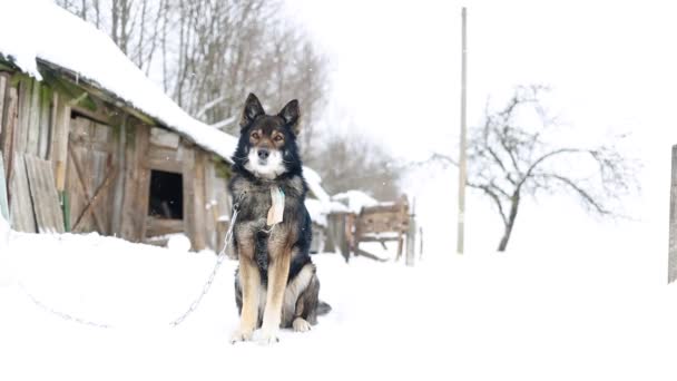 Лохматая Собака Сидит Привязанная Цепях Деревенском Дворе Зимой Снег Падает — стоковое видео