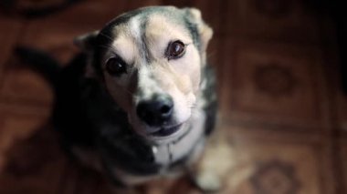 Sevimli ve üzgün köpek evde otururken kameraya bakıyor.