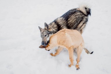 two aggressive dogs playing and biting fighting in the snow in winter clipart