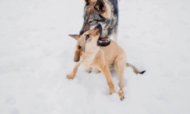 İki saldırgan köpek kışın karda dövüşüyor ve ısırıyor.