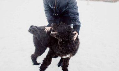 Bouvier des Flandres çoban köpeği kışın açık havada karda bir adamla oynar..